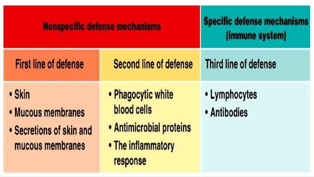 Natural Defenses Present In The Skin Natural Defenses Present In The Skin