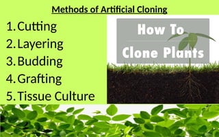 Natural and Artificial Cloning of Plants.pptx
