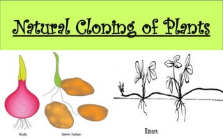 Natural and Artificial Cloning of Plants.pptx