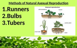 Natural and Artificial Cloning of Plants.pptx