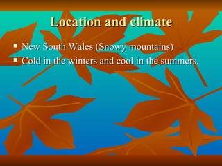 Location and climate New South Wales (Snowy mountains) Cold in the winters and cool in the summers. 