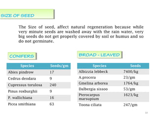 14
SIZE OF SEEDSIZE OF SEED
The Size of seed, affect natural regeneration because while
very minute seeds are washed away with the rain water, very
big seeds do not get properly covered by soil or humus and so
do not germinate.
Species Seeds/gm
Abies pindrow 17
Cedrus deodara 9
Cupressus torulosa 240
Pinus roxburghii 9
P. wallichiana 16
Picea smithiana 63
Species Seeds
Albizzia lebbeck 7400/kg
A.procera 23/gm
Gmelina arborea 1764/kg
Dalbergia sissoo 53/gm
Pterocarpus
marsupium
1623/kg
Toona ciliata 247/gm
CONIFERSCONIFERS BROAD - LEAVEDBROAD - LEAVED
 