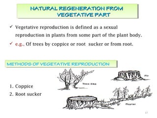  Vegetative reproduction is defined as a sexual
reproduction in plants from some part of the plant body.
 e.g., Of trees by coppice or root sucker or from root.
17
NATURAL REGENERATION FROMNATURAL REGENERATION FROM
VEGETATIVE PARTVEGETATIVE PART
NATURAL REGENERATION FROMNATURAL REGENERATION FROM
VEGETATIVE PARTVEGETATIVE PART
METHODS OF VEGETATIVE REPRODUCTIONMETHODS OF VEGETATIVE REPRODUCTION
1. Coppice
2. Root sucker
 
