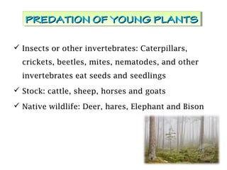  Insects or other invertebrates: Caterpillars,
crickets, beetles, mites, nematodes, and other
invertebrates eat seeds and seedlings
 Stock: cattle, sheep, horses and goats
 Native wildlife: Deer, hares, Elephant and Bison
PREDATION OF YOUNG PLANTSPREDATION OF YOUNG PLANTSPREDATION OF YOUNG PLANTSPREDATION OF YOUNG PLANTS
24
 