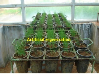 Artificial regeneration
 