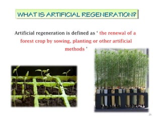 Artificial regeneration is defined as ‘ the renewal of a
forest crop by sowing, planting or other artificial
methods ’
29
WHAT ISWHAT IS ARTIFICIALARTIFICIAL REGENERATION?REGENERATION?WHAT ISWHAT IS ARTIFICIALARTIFICIAL REGENERATION?REGENERATION?
 