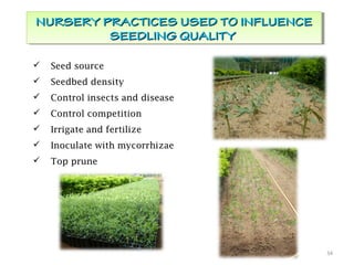 34
NURSERY PRACTICES USED TO INFLUENCENURSERY PRACTICES USED TO INFLUENCE
SEEDLING QUALITYSEEDLING QUALITY
NURSERY PRACTICES USED TO INFLUENCENURSERY PRACTICES USED TO INFLUENCE
SEEDLING QUALITYSEEDLING QUALITY
 Seed source
 Seedbed density
 Control insects and disease
 Control competition
 Irrigate and fertilize
 Inoculate with mycorrhizae
 Top prune
 