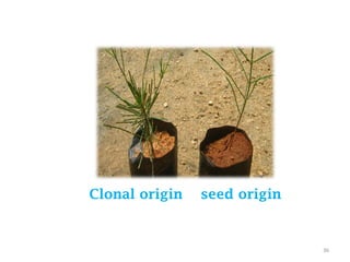 36
Clonal origin seed origin
 