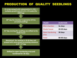 PLACE DURATION
Mist chamber 3o days
Shade house 20-30 days
Open hardening
area
30 days
Total 80-90 days
PRODUCTION OF QUALITY SEEDLINGS
 