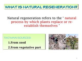 Natural regeneration refers to the ‘ natural
process by which plants replace or re-
establish themselves ’
WHAT IS NATURAL REGENERATION?WHAT IS NATURAL REGENERATION?WHAT IS NATURAL REGENERATION?WHAT IS NATURAL REGENERATION?
4
TWO MAIN SOURCES:
1.From seed
2.From vegetative part
TWO MAIN SOURCES:
1.From seed
2.From vegetative part
 