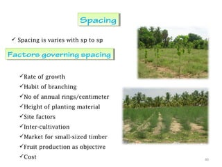 40
SpacingSpacing
 Spacing is varies with sp to sp
Factors governing spacingFactors governing spacing
Rate of growth
Habit of branching
No of annual rings/centimeter
Height of planting material
Site factors
Inter-cultivation
Market for small-sized timber
Fruit production as objective
Cost
 