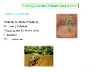 41
Arrangement of staff and labourArrangement of staff and labour
Mechanization
Soil preparation (Ploughing,
Harrowing,Ridging)
Digging pits for fence posts
Transport
Fire protection
 