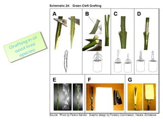 43
Grafting in oil
seed tree
species
Grafting in oil
seed tree
species
 