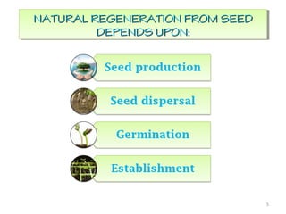 5
NATURAL REGENERATION FROM SEEDNATURAL REGENERATION FROM SEED
DEPENDS UPON:DEPENDS UPON:
NATURAL REGENERATION FROM SEEDNATURAL REGENERATION FROM SEED
DEPENDS UPON:DEPENDS UPON:
 