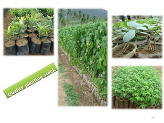 50
Quality planting stock
 