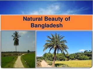 Natural Beauty of
Bangladesh
 