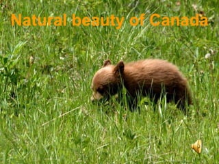 Natural beauty of Canada 