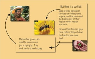 But there is a conflict!
                            Bees provide pollination
                            services for coffee plants
                            to grow, and the bees need
                            the biodiversity of their
                            tropical forest habitat
                            to survive.

                            Farmers think they can grow
                            more coffee if they cut down
                            the forest to have more
Many coffee growers are     land.
small farmers who are
just scraping by. They
work hard and need money.
 
