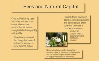 Bees and Natural Capital

                                                      Recently there have been
Crop pollination by bees
                                                      declines in bee populations
and other animals is an
                                                      and scientists are pretty
essential ecosystem                                   sure that there are a
service that increases                                number of causes --
crop yields both in quantity                                   PESTICIDES
and quality.                                                   LOSS OF HABITAT
                                                               GLOBAL WARMING
  It has been estimated                                        PARASITES
  that the global value of                                     STRESS
  pollination serivces is
  close to $200 billion.
                               Native habitats such as the forests that
                               surround coffee farms are rich in biodiversity
                               and can support large numbers of bees
                               as long as their habitat is maintained.
 
