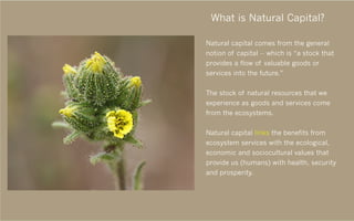 What is Natural Capital?

Natural capital comes from the general
notion of capital -- which is “a stock that
provides a flow of valuable goods or
services into the future.”

The stock of natural resources that we
experience as goods and services come
from the ecosystems.


Natural capital links the benefits from
ecosystem services with the ecological,
economic and sociocultural values that
provide us (humans) with health, security
and prosperity.
 