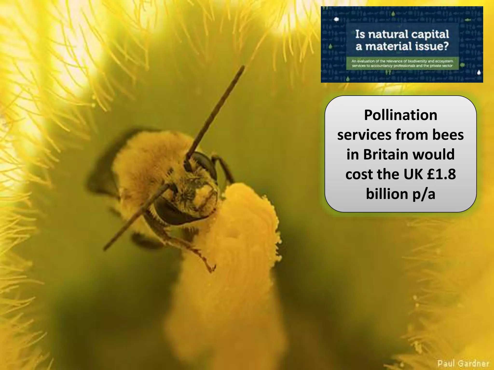 Pollination
services from bees
in Britain would
cost the UK £1.8
billion p/a
 