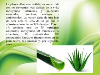 La planta Aloe vera (sábila) es construida
con los elementos más básicos de la vida,
incluyendo vitaminas y minerales
esenciales, proteínas, enzimas y
aminoácidos. La mayor parte de una hoja
de Aloe vera es llena de un gel que es
aproximadamente un 99% de agua. El otro
1% contiene más de 75 nutrientes
conocidos, incluyendo 20 minerales, 12
vitaminas, 18 aminoácidos, 200
compuestos llamados fitonutrientes en un
plan activo, las enzimas y, por supuesto,
agua.
 