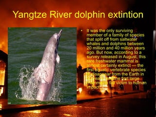 Yangtze River dolphin extintion It was the only surviving member of a family of species that split off from saltwater whales and dolphins between 20 million and 40 million years ago. But now, according to a survey released in August, this rare freshwater mammal is almost certainly extinct — the first aquatic vertebrate species to disappear from the Earth in 50 years, and the first large mammal to fall victim to human impact. 