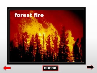 CHECK
forest fire
 