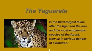 The Yaguarete
Is the third-largest feline
after the tiger and the lion
and the most emblematic
species of the forest,
Now ,is in serious danger
of extinction.
 