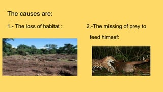 The causes are:
1.- The loss of habitat : 2.-The missing of prey to
feed himsef:
 