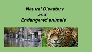 Natural Disasters
and
Endangered animals
 