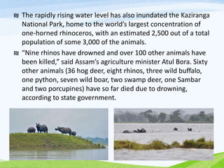₪ The rapidly rising water level has also inundated the Kaziranga
National Park, home to the world’s largest concentration of
one-horned rhinoceros, with an estimated 2,500 out of a total
population of some 3,000 of the animals.
₪ “Nine rhinos have drowned and over 100 other animals have
been killed,” said Assam’s agriculture minister Atul Bora. Sixty
other animals (36 hog deer, eight rhinos, three wild buffalo,
one python, seven wild boar, two swamp deer, one Sambar
and two porcupines) have so far died due to drowning,
according to state government.
 