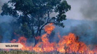 WILDFIRE
 