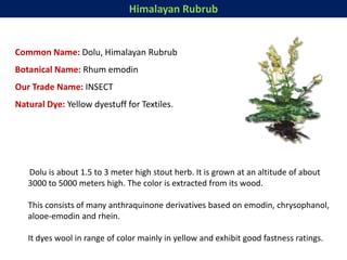 Himalayan Rubrub
Common Name: Dolu, Himalayan Rubrub
Botanical Name: Rhum emodin
Our Trade Name: INSECT
Natural Dye: Yellow dyestuff for Textiles.
Dolu is about 1.5 to 3 meter high stout herb. It is grown at an altitude of about
3000 to 5000 meters high. The color is extracted from its wood.
This consists of many anthraquinone derivatives based on emodin, chrysophanol,
alooe-emodin and rhein.
It dyes wool in range of color mainly in yellow and exhibit good fastness ratings.
 