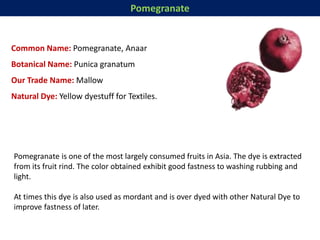 Pomegranate
Common Name: Pomegranate, Anaar
Botanical Name: Punica granatum
Our Trade Name: Mallow
Natural Dye: Yellow dyestuff for Textiles.
Pomegranate is one of the most largely consumed fruits in Asia. The dye is extracted
from its fruit rind. The color obtained exhibit good fastness to washing rubbing and
light.
At times this dye is also used as mordant and is over dyed with other Natural Dye to
improve fastness of later.
 