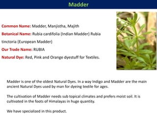Madder
Common Name: Madder, Manjistha, Majith
Botanical Name: Rubia cardifolia (Indian Madder) Rubia
tinctoria (European Madder)
Our Trade Name: RUBIA
Natural Dye: Red, Pink and Orange dyestuff for Textiles.
Madder is one of the oldest Natural Dyes. In a way Indigo and Madder are the main
ancient Natural Dyes used by man for dyeing textile for ages.
The cultivation of Madder needs sub topical climates and prefers moist soil. It is
cultivated in the foots of Himalayas in huge quantity.
We have specialized in this product.
 