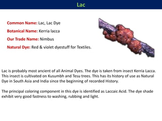 Lac
Common Name: Lac, Lac Dye
Botanical Name: Kerria lacca
Our Trade Name: Nimbus
Natural Dye: Red & violet dyestuff for Textiles.
Lac is probably most ancient of all Animal Dyes. The dye is taken from insect Kerria Lacca.
This insect is cultivated on Kusumbh and Tesu trees. This has its history of use as Natural
Dye in South Asia and India since the beginning of recorded History.
The principal coloring component in this dye is identified as Laccaic Acid. The dye shade
exhibit very good fastness to washing, rubbing and light.
 