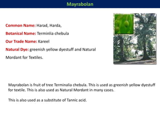 Mayrabolan
Common Name: Harad, Harda,
Botanical Name: Terminlia chebula
Our Trade Name: Kareel
Natural Dye: greenish yellow dyestuff and Natural
Mordant for Textiles.
Mayrabolan is fruit of tree Terminalia chebula. This is used as greenish yellow dyestuff
for textile. This is also used as Natural Mordant in many cases.
This is also used as a substitute of Tannic acid.
 