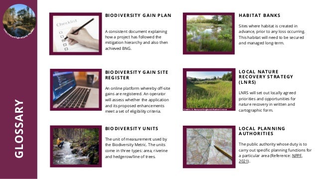 Natural England Biodiversity Net Gain Brochure | PDF