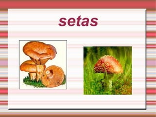 setas