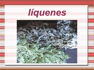 líquenes
