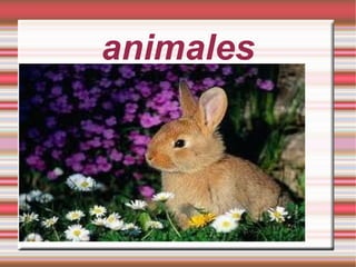 animales