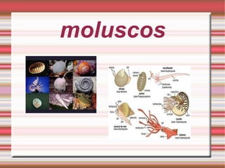 moluscos