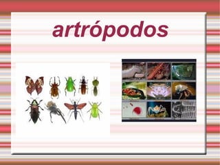 artrópodos