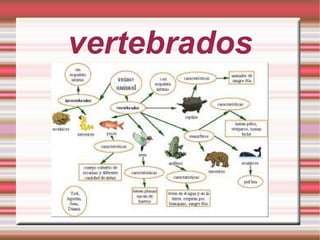 vertebrados