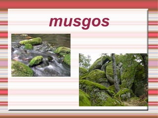 musgos