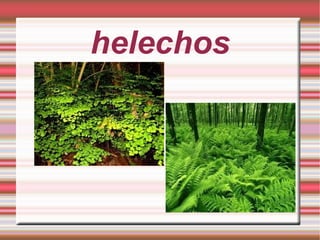 helechos