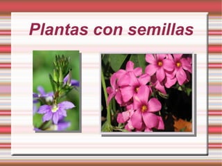 Plantas con semillas