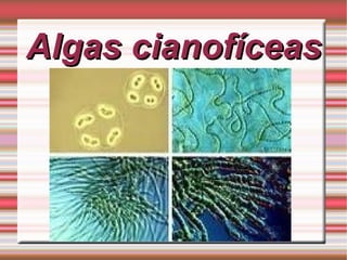 Algas cianofíceas