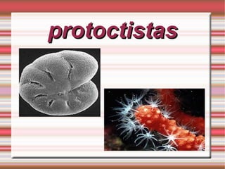 protoctistas